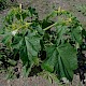 Datura stramonium