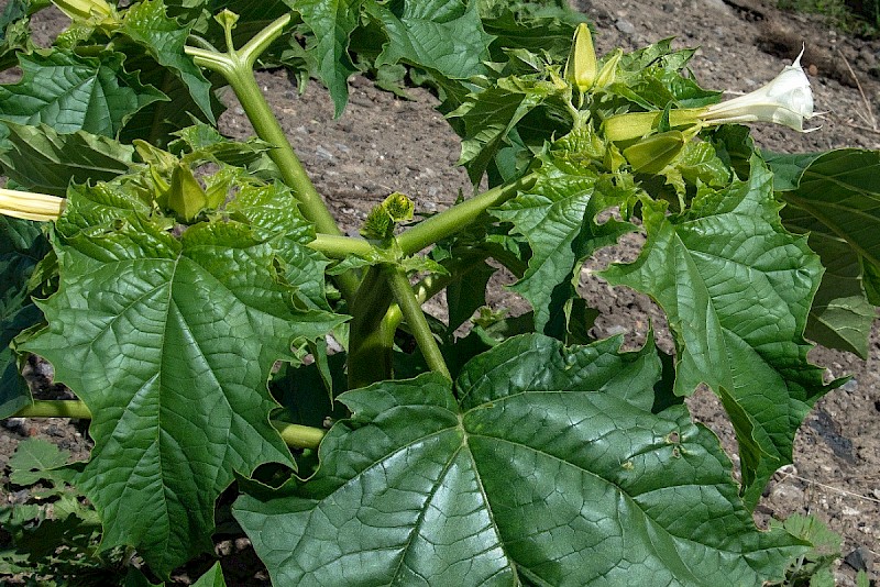 Datura stramonium - © Charles Hipkin