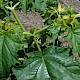 Datura stramonium