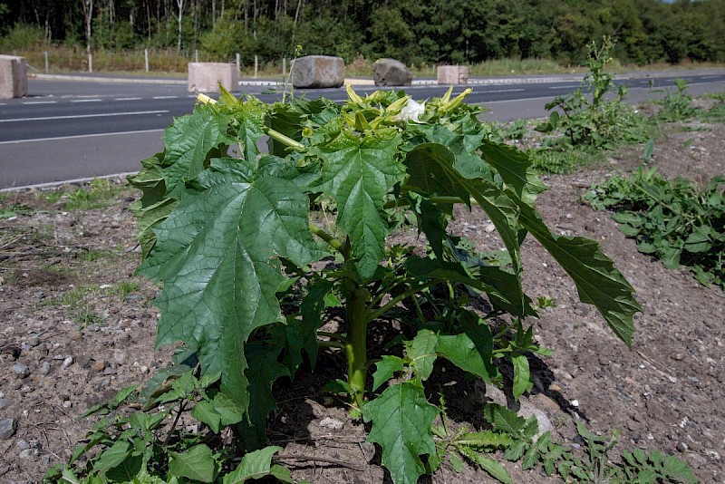 Datura stramonium - © Charles Hipkin