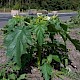 Datura stramonium