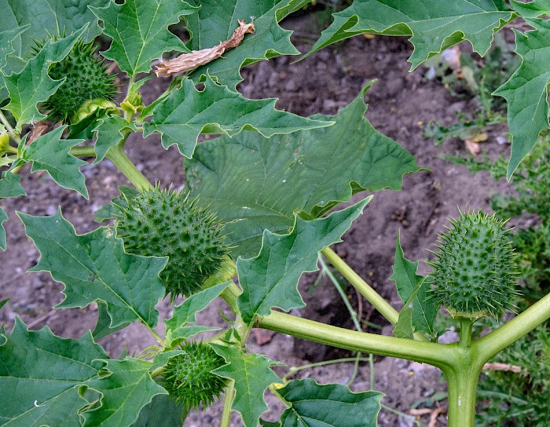 Datura stramonium - © Charles Hipkin