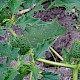 Datura stramonium