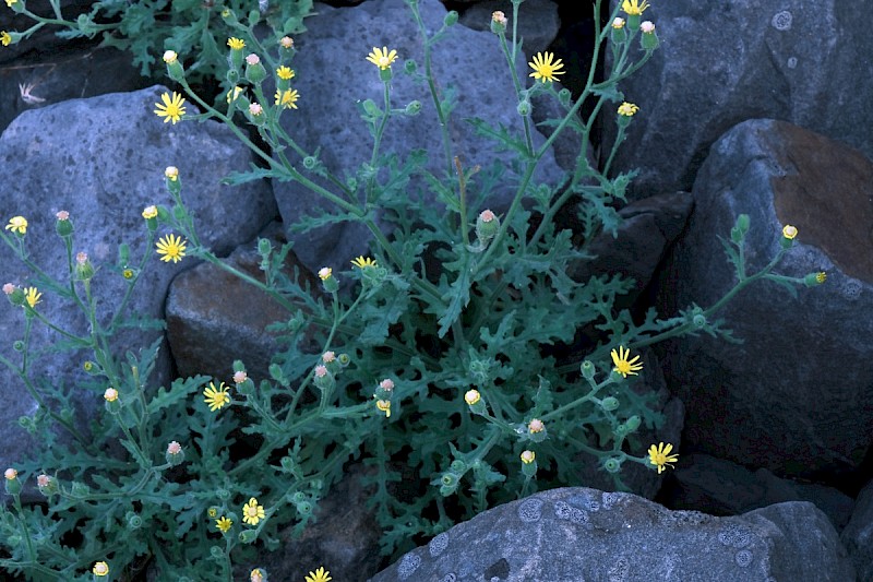 Senecio viscosus - © Charles Hipkin