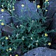 Senecio viscosus