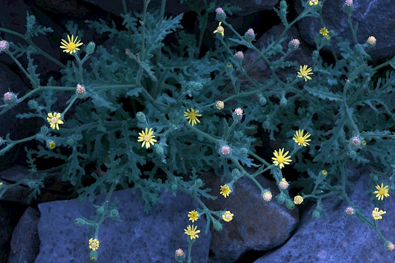 Senecio viscosus - © Charles Hipkin