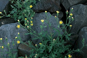 Senecio viscosus Sticky Groundsel