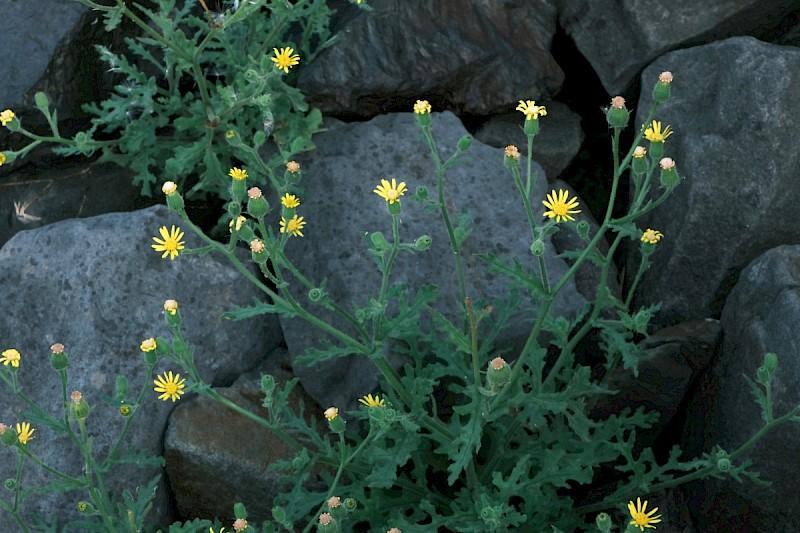 Senecio viscosus - © Charles Hipkin