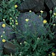 Senecio viscosus