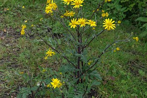 Senecio aquaticus Marsh Ragwort