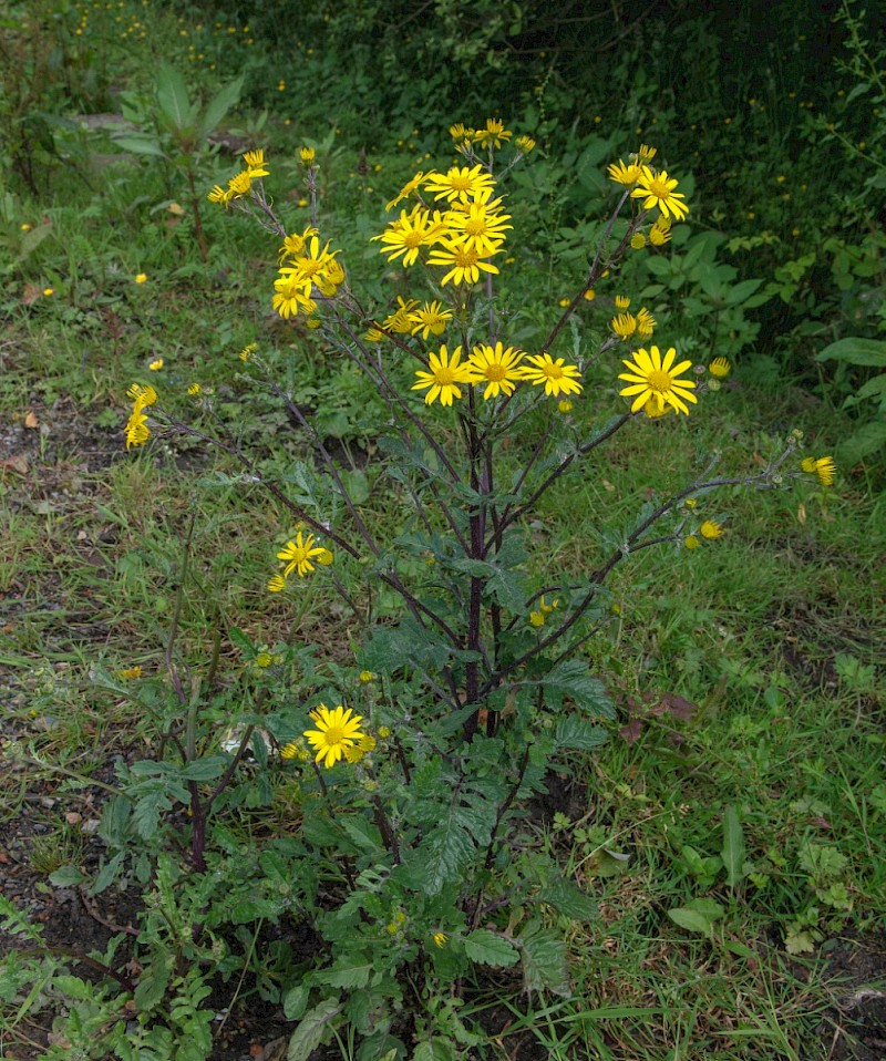 Senecio aquaticus - © Charles Hipkin