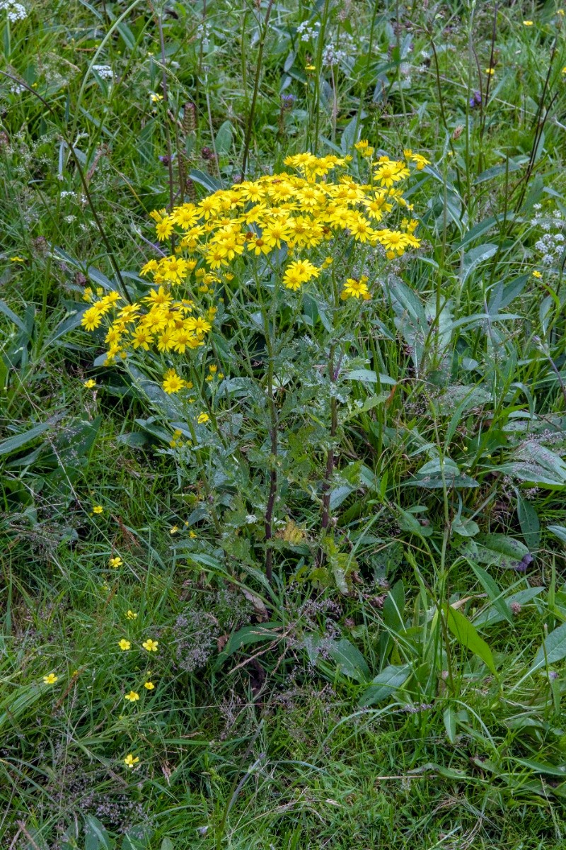 Senecio aquaticus - © Charles Hipkin