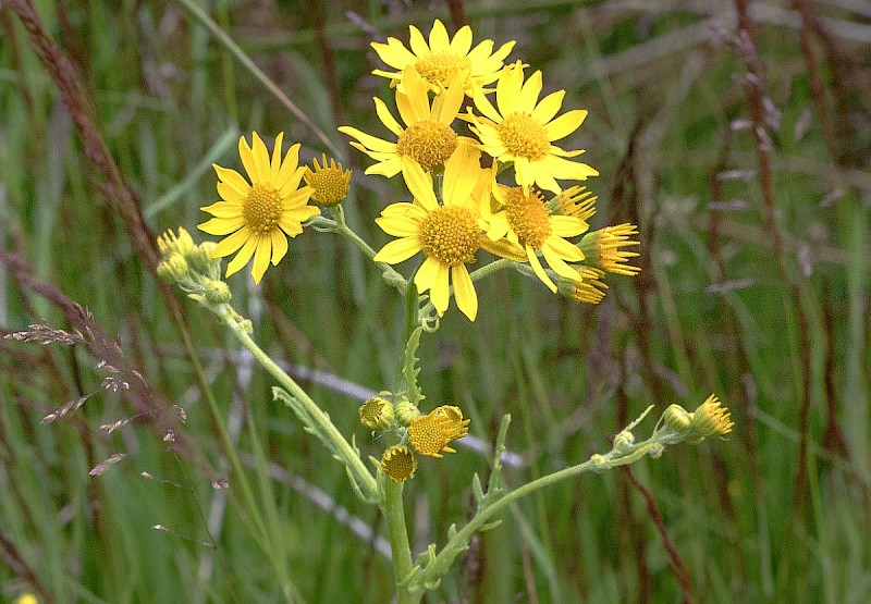 Senecio aquaticus - © Charles Hipkin