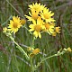 Senecio aquaticus