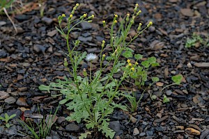 Senecio sylvaticus Heath Groundsel