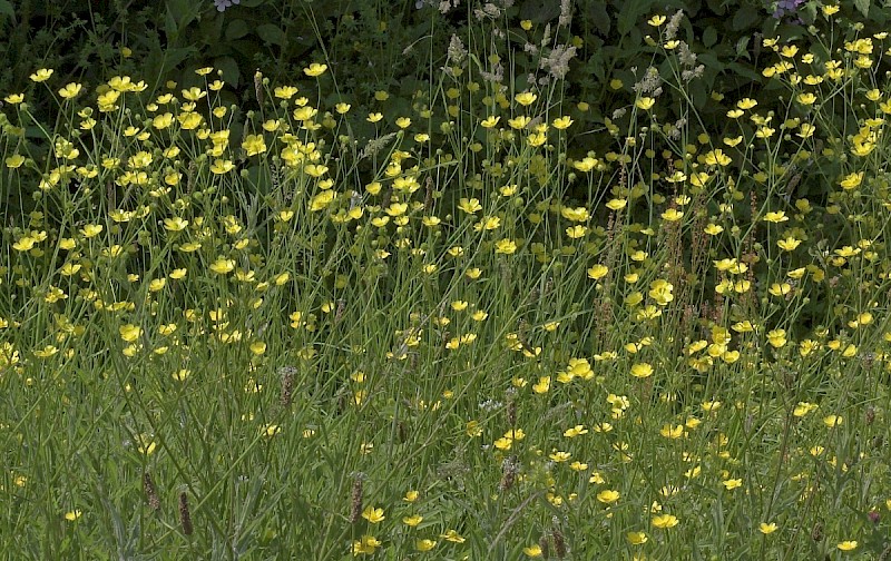 Ranunculus acris - © Charles Hipkin