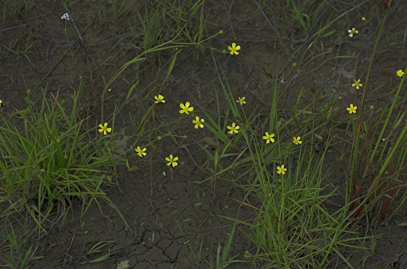 Ranunculus flammula - © Charles Hipkin