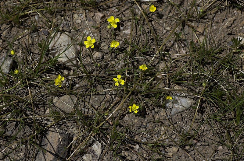 Ranunculus flammula - © Charles Hipkin