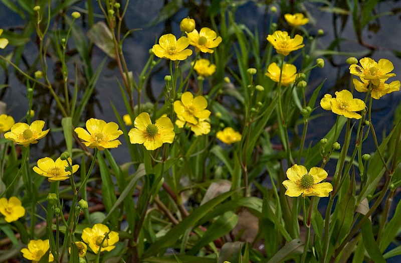 Ranunculus lingua