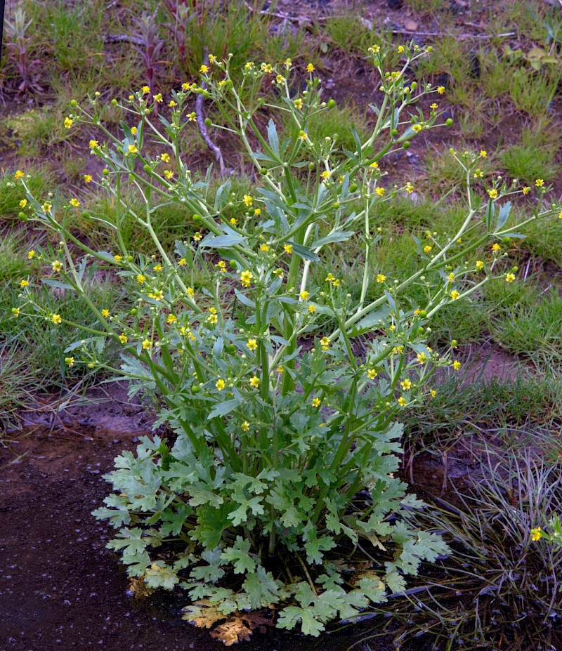 Ranunculus sceleratus - © Charles Hipkin