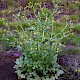 Ranunculus sceleratus