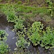 Ranunculus sceleratus