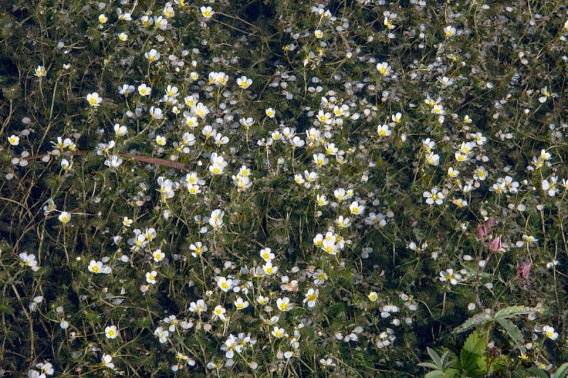 Ranunculus circinatus - © Charles Hipkin