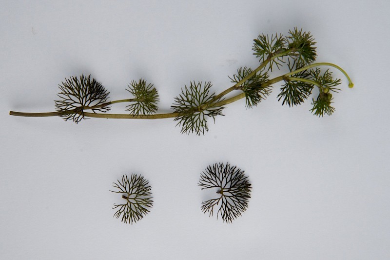 Ranunculus circinatus - © Charles Hipkin