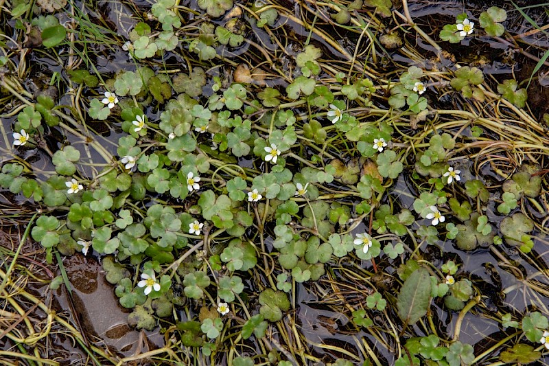 Ranunculus parviflorus