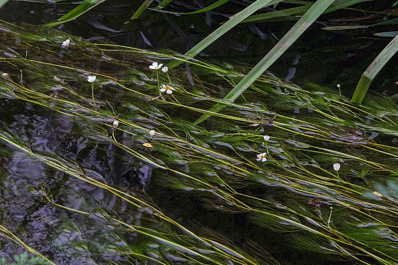 Ranunculus penicillatus subsp. pseudofluitans - © Charles Hipkin