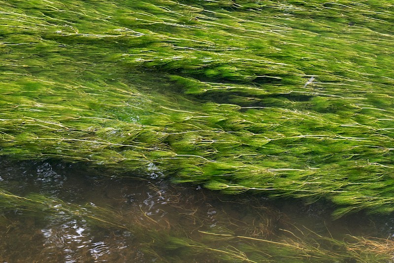 Ranunculus penicillatus subsp. pseudofluitans - © Charles Hipkin