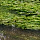 Ranunculus penicillatus subsp. pseudofluitans