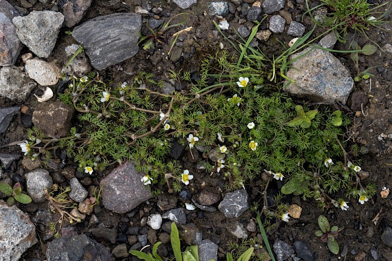 Ranunculus trichophyllus - © Charles Hipkin