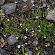 Ranunculus trichophyllus