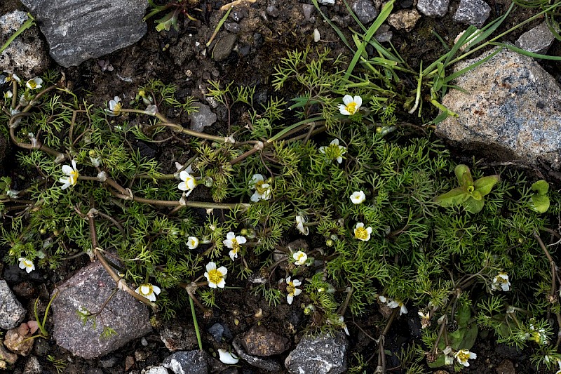 Ranunculus trichophyllus - © Charles Hipkin