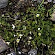 Ranunculus trichophyllus