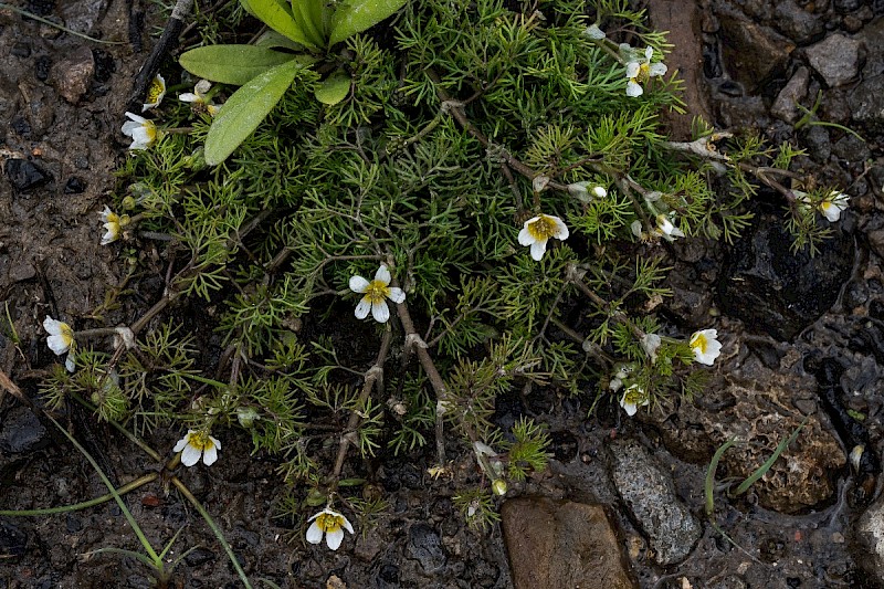 Ranunculus trichophyllus - © Charles Hipkin