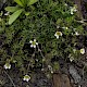 Ranunculus trichophyllus