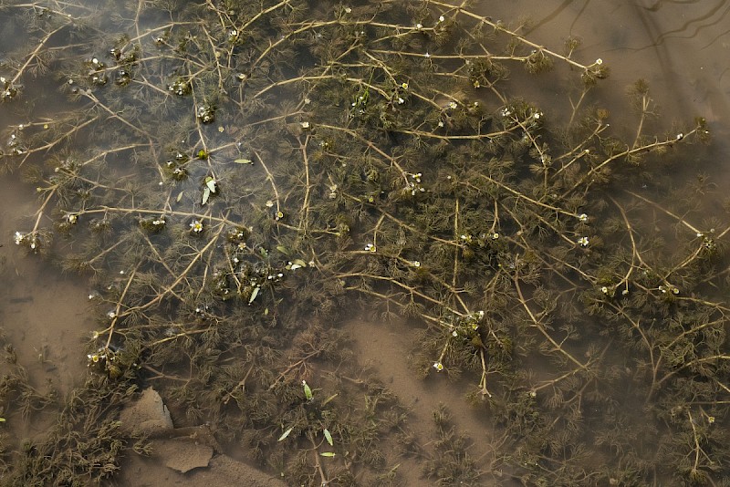 Ranunculus trichophyllus - © Charles Hipkin