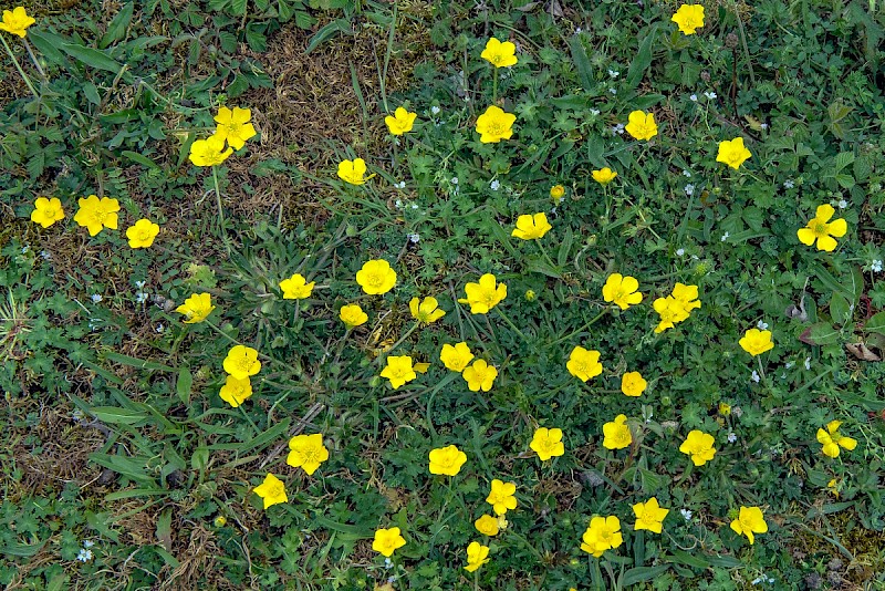 Ranunculus bulbosus - © Charles Hipkin