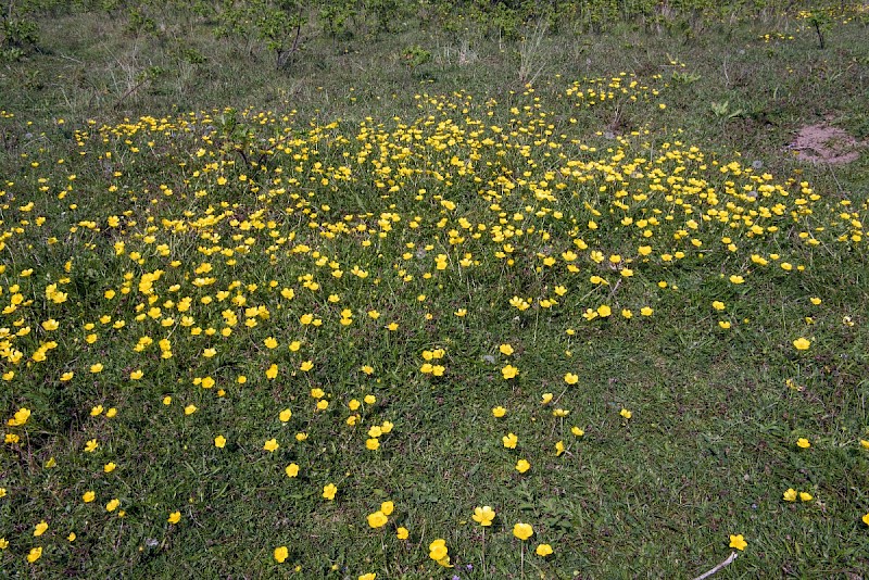 Ranunculus bulbosus - © Charles Hipkin