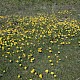 Ranunculus bulbosus