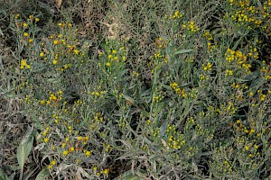 Aster tripolium Sea Aster