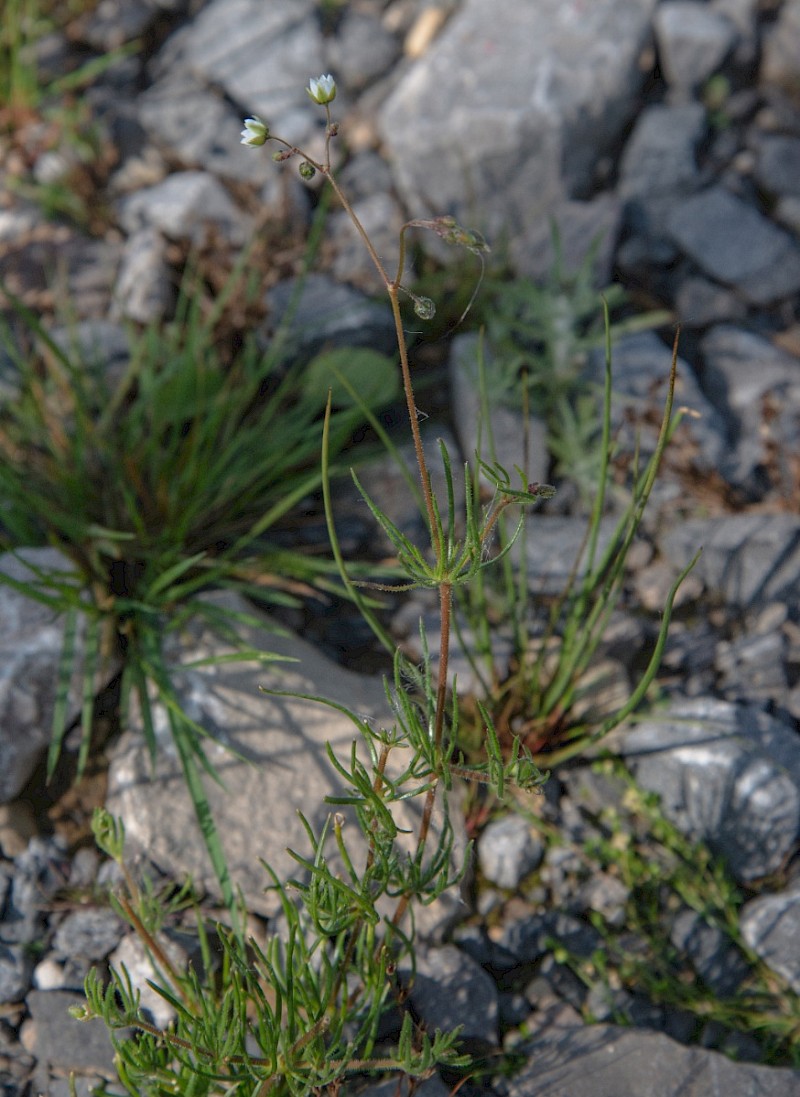 Spergula arvensis - © Charles Hipkin