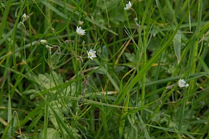 Spergula arvensis Corn Spurrey