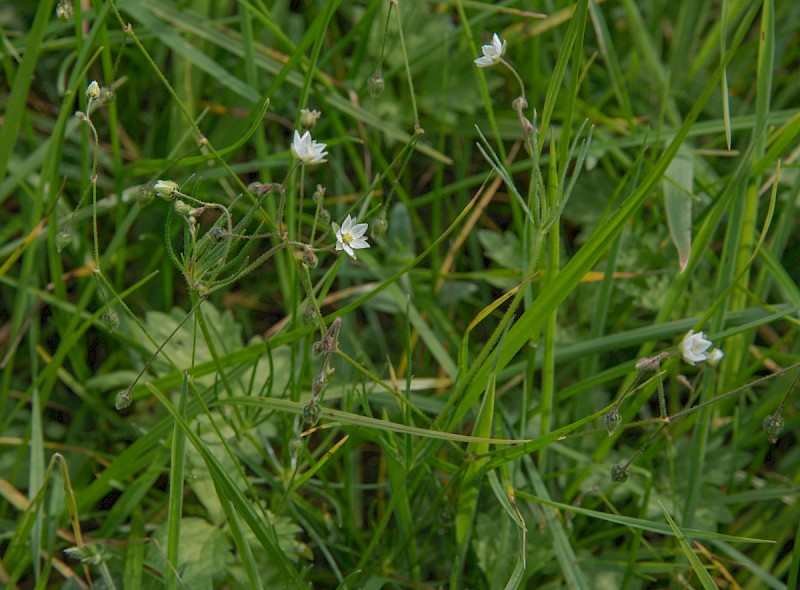 Spergula arvensis - © Charles Hipkin