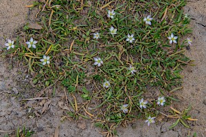 Spergularia media Greater Sea-spurrey