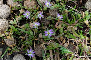 Spergularia marina Lesser Sea-spurrey