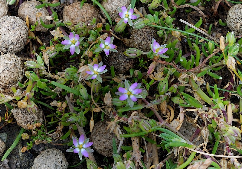 Spergularia marina - © Charles Hipkin