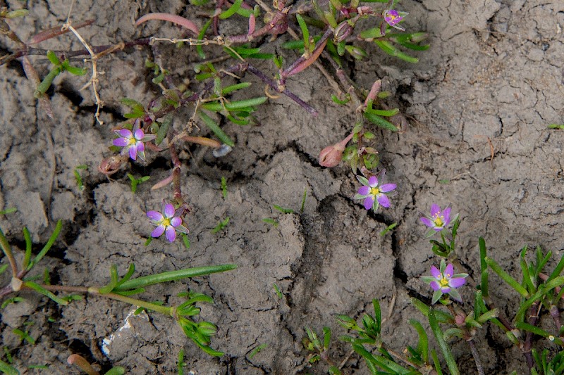 Spergularia marina - © Charles Hipkin